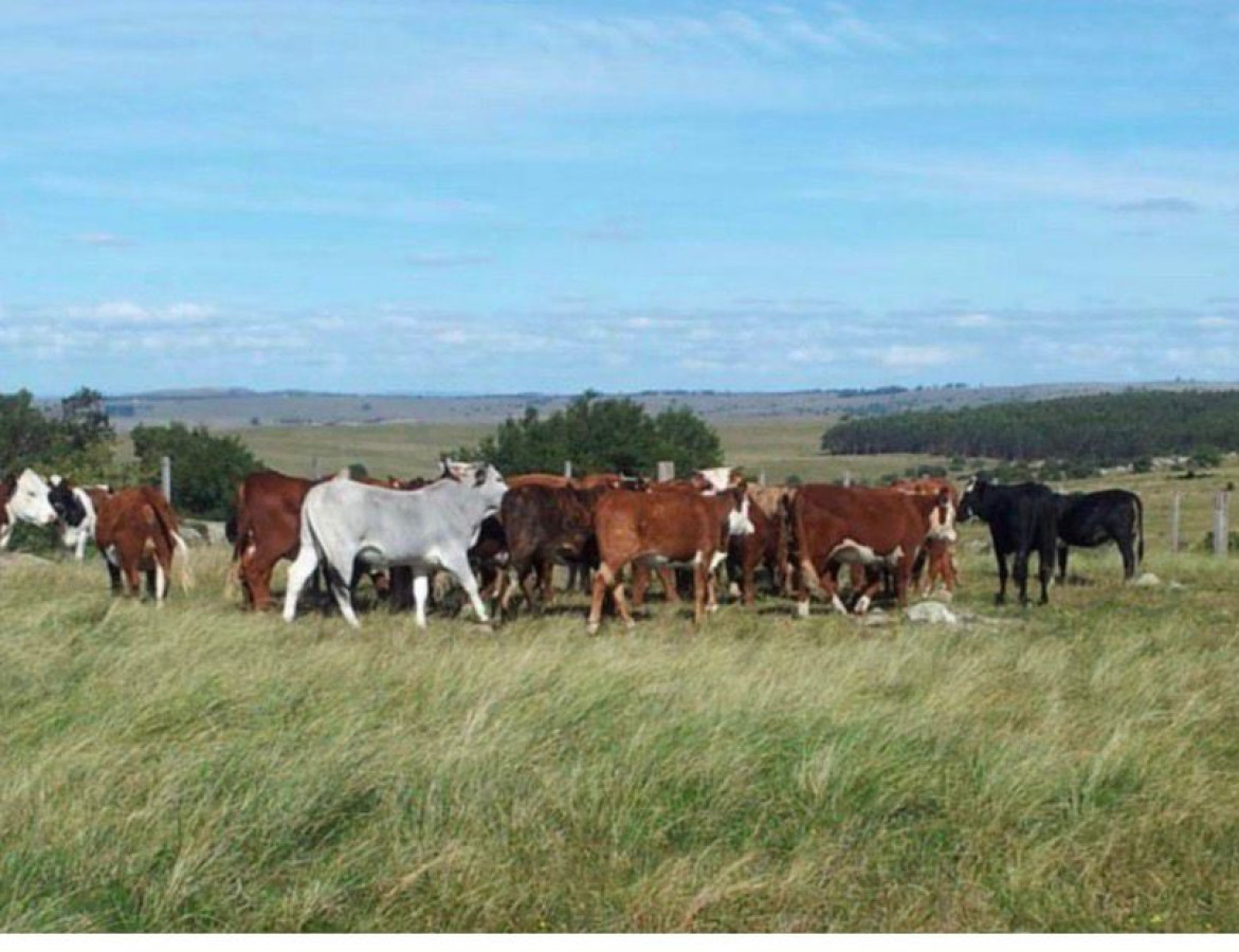 650 has campo criador en venta en Lavalleja.