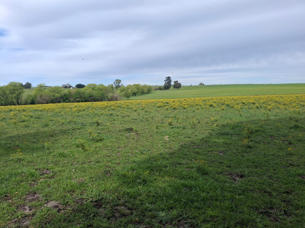 Muy buen campo en venta en Las Flores con renta asegurada.