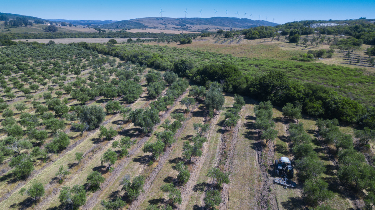 Campo con Olivos de 320 has en venta en Maldonado.