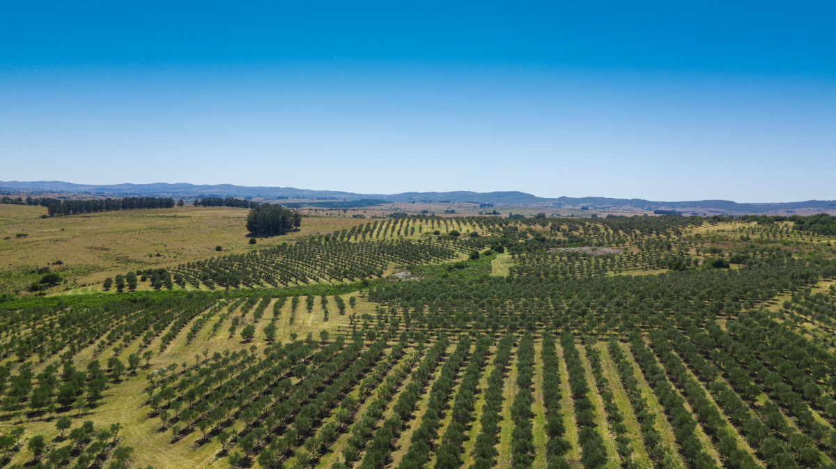 Campo con Olivos de 153 has en venta en Maldonado.