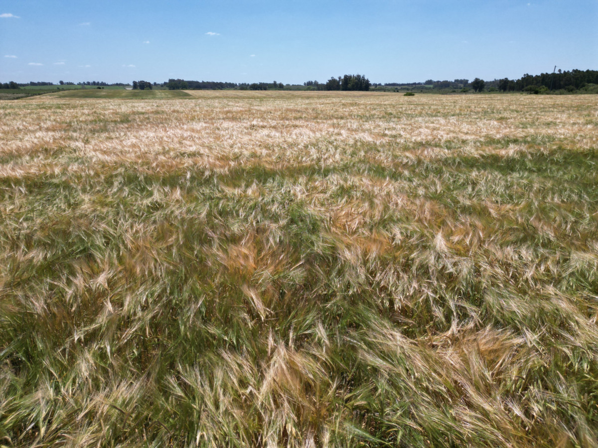 Oportunidad de inversión, campo agrícola-ganadero en venta en Soriano.