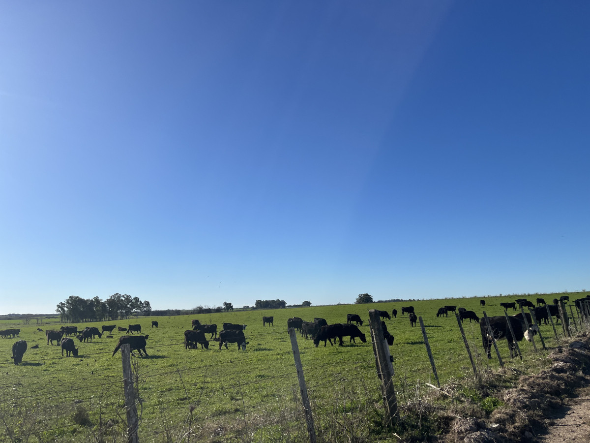 Establecimiento completo en venta de 240 hás en venta en Cerro Largo.