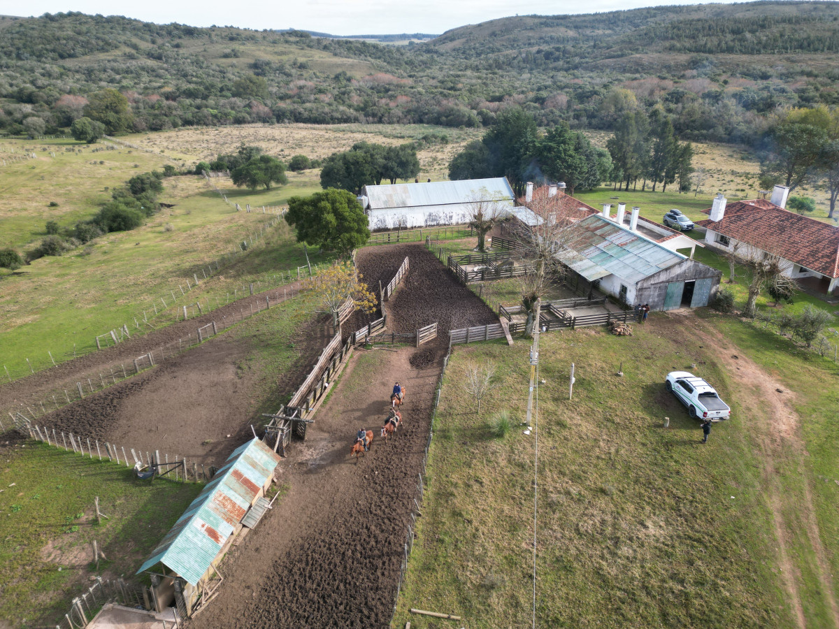 1.500 has ganaderas en arrendamiento Cerro Largo.