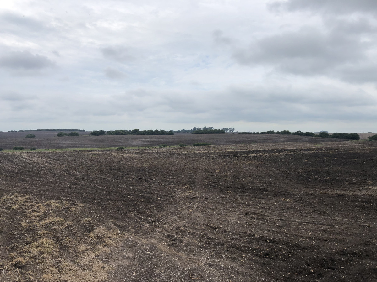 Campo agrícola en Carmelo. 187.6 hás. Colonia, Uruguay