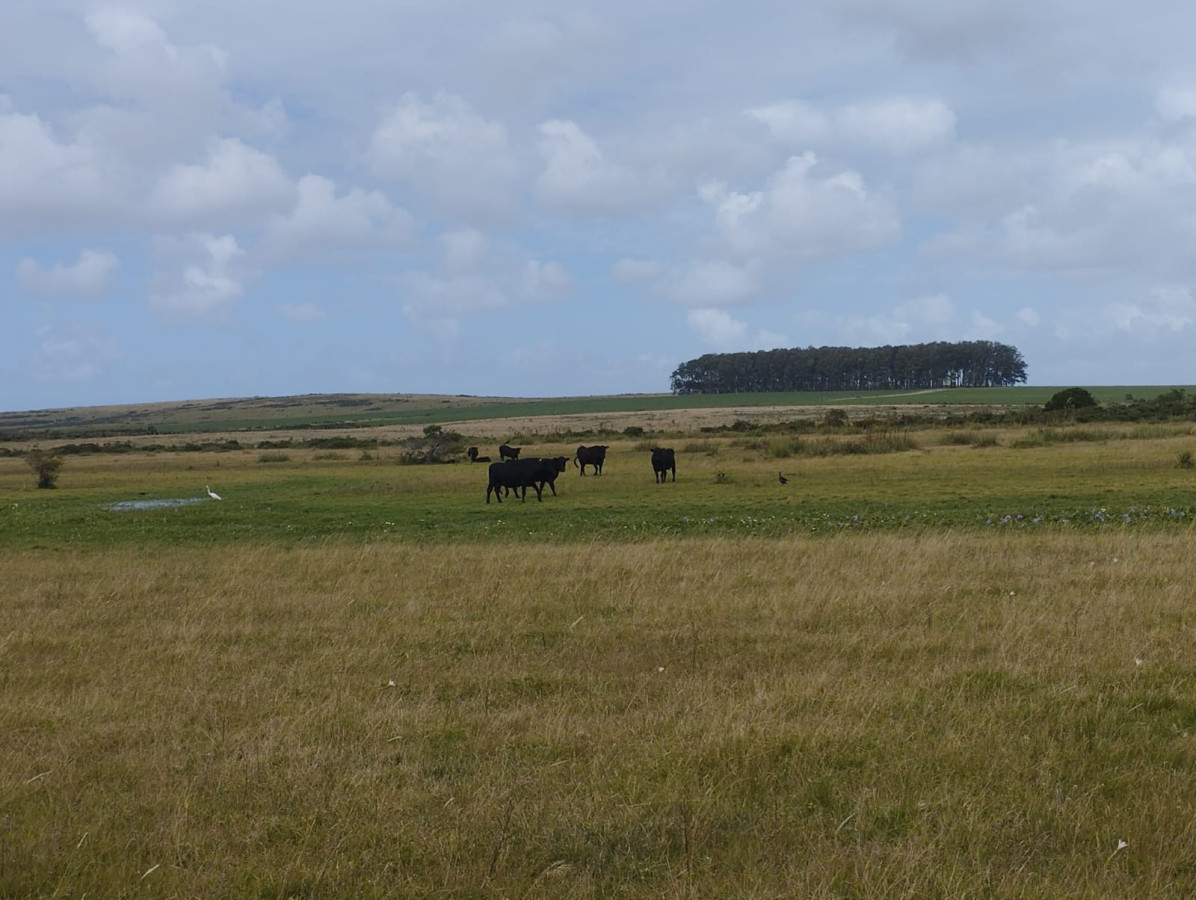 Buen campo ganadero en venta La Coronilla, Rocha.