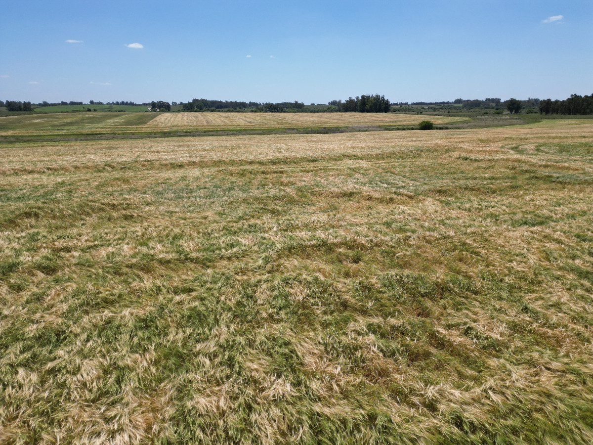 Oportunidad de inversión, campo agrícola en venta en Canelones.