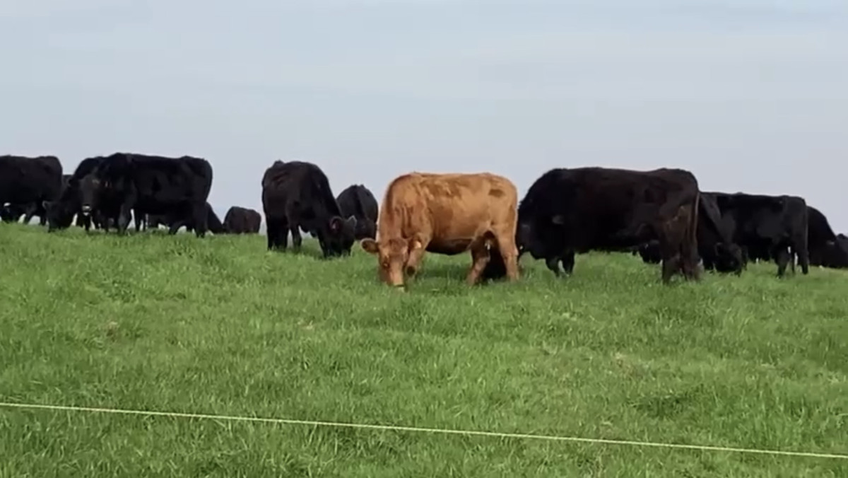 Establecimiento completo campo criador, ganadero en venta de 302 has.