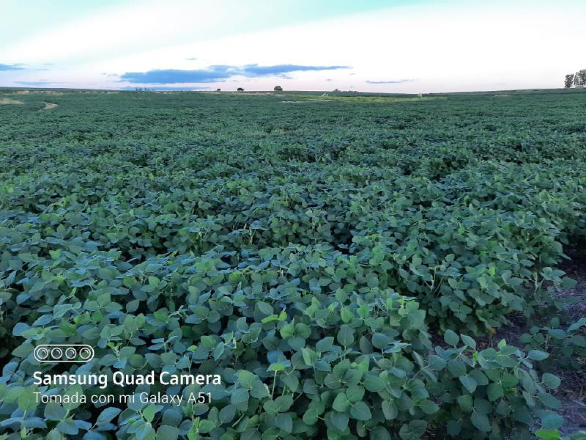Oportunidad de inversión, campo agrícola-ganadero en venta en Florida.