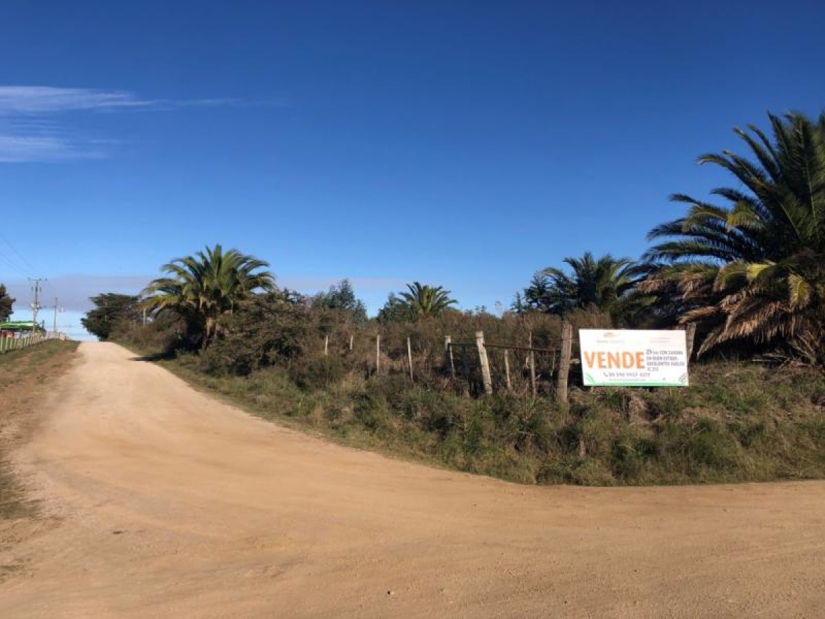 29 hás altamente productivas con casona antigua en buen estado.