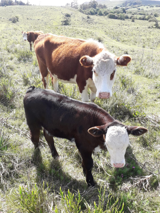 Chacra en venta en Ruta 60 Lavalleja