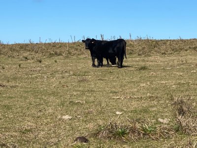 Campo en Jose Ignacio con vista a la laguna