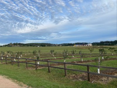 La Plantación Narbona. Manantiales
