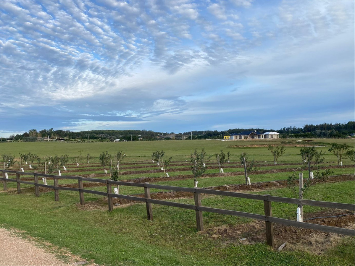 La Plantación Narbona. Manantiales