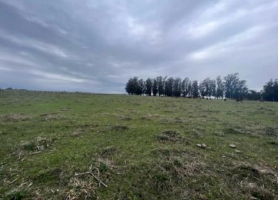 Campo con cañada , monte eucaliptus , tajamar , casa 