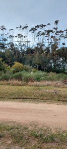 VENTA DE LOTE EN EN BARRIO PRIVADO SAN VICENE EN JOSE IGNACIO
