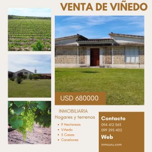 VENTA de VIÑEDO Y CASAS con BODEGA en TOLEDO CHICO