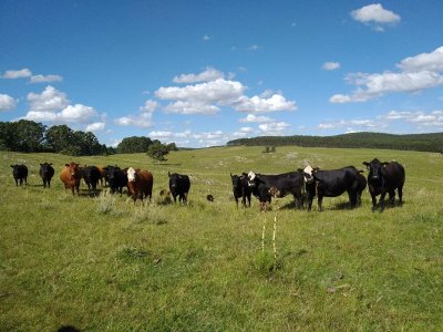 HERMOSO campo de 355 hectáreas en el departamento de ROCHA 