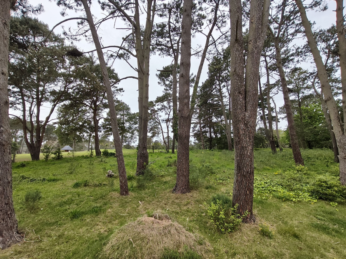 Venta terrenos Golf, Punta del Este