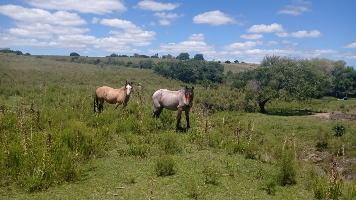 EN VENTA - CHACRA CON 8 HECTÁREAS - SOBRE RUTA 60
