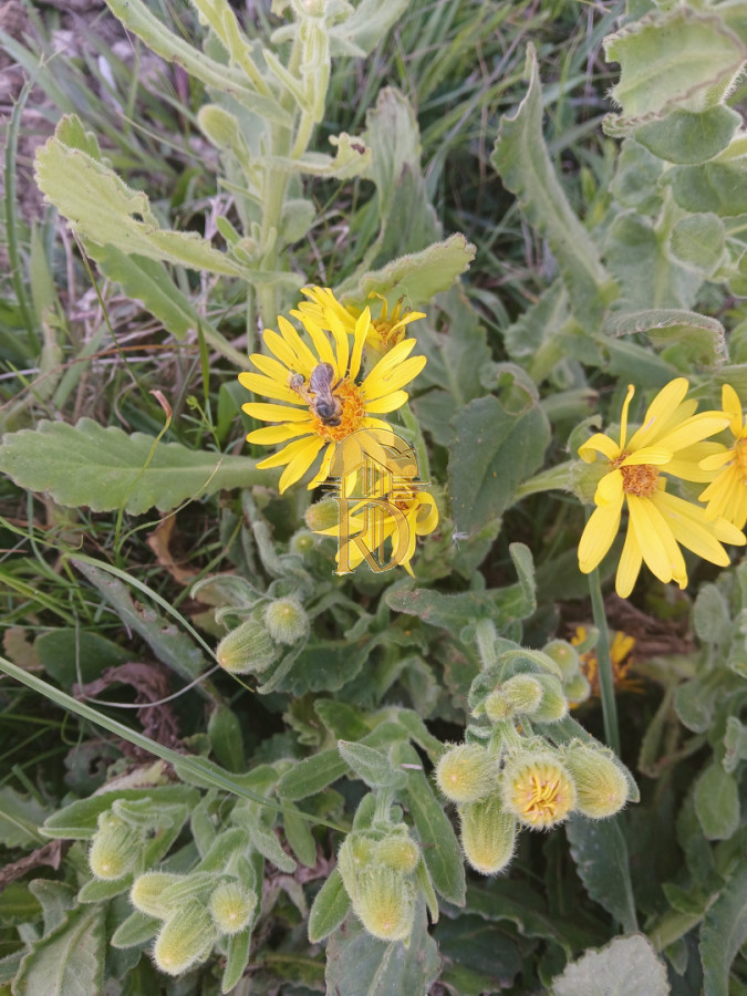 ALQUILER CHACRA PARAISO ESCONDIDO  -id-364-2