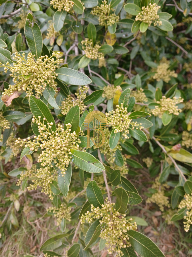 ALQUILER CHACRA PARAISO ESCONDIDO  -id-364-7