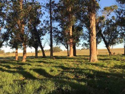 Chacra de 5htás a la venta en Ruta 39 San Carlos