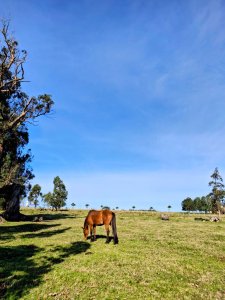 Chacra 5 has sobre ruta interbalnearia