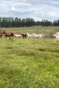 Chacra 74 hás productivas a 30 de Manantiales