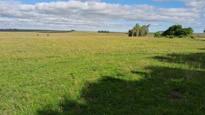 Campo Agricola Ganadero en venta 2398 hectáreas en Artigas Uruguay 