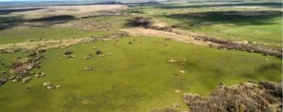 Campo Ganadero Agricola y Forestal, en Venta, Departamento de Rivera, limite con tacuarembo