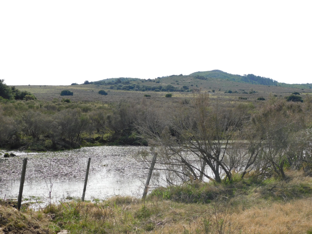 Venta chacra 40há, Pan de Azucar, Maldonado