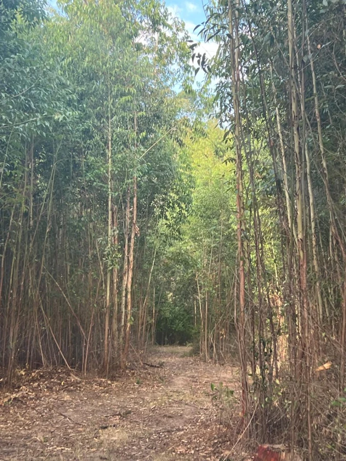 Venta Chacra de 7 hás en Camino de los Ceibos