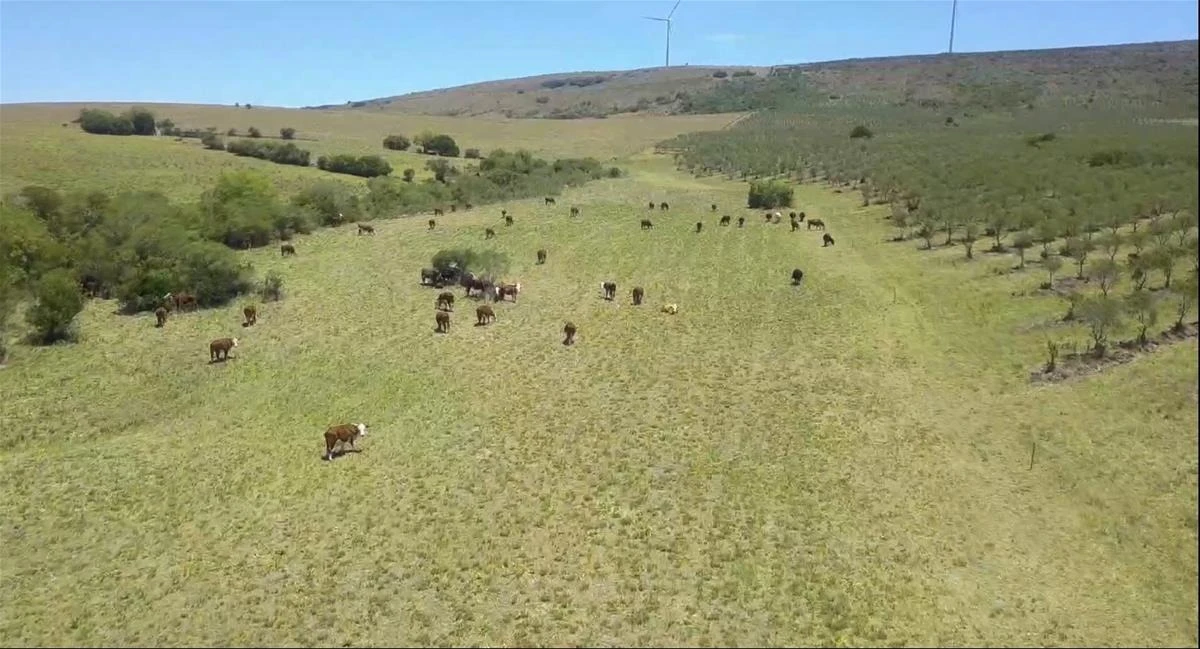 Campo en Venta con Olivos y Molinos Eólicos