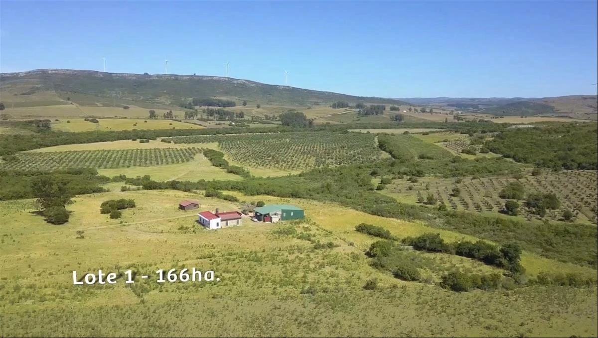 Espectacular Campo con Olivos