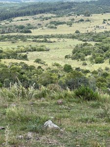 CAMPO 43 HAS - RUTA 10