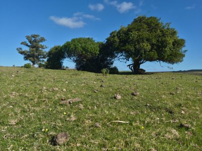 Excelente campo criador