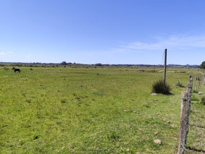 Campo de 37 hectáreas sobre ruta 39