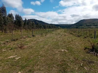 Campo ganadero forestal en Lavalleja