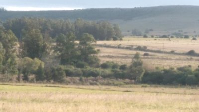 SE VENDE CAMPO DE 30Ha EN PARTIDO NORTE 