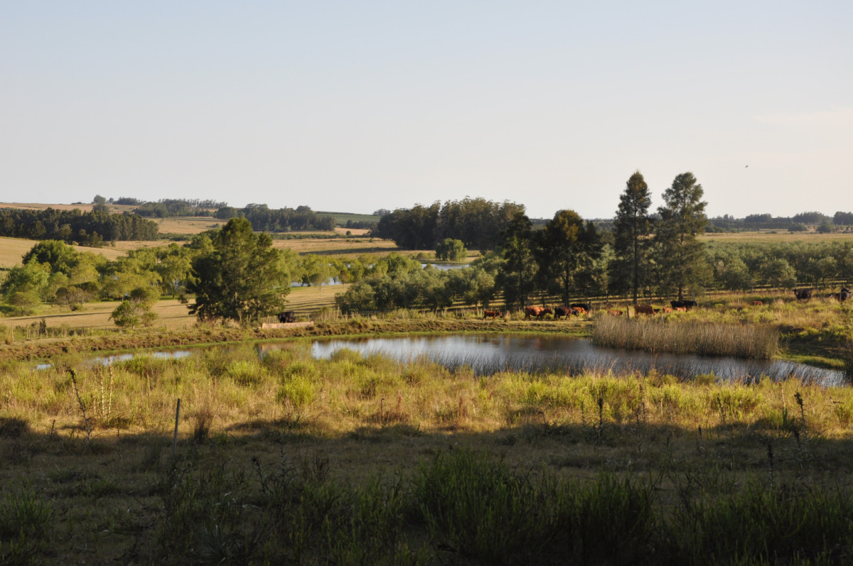 Chacra 30 hectáreas con construcción a 20 minutos de José Ignacio