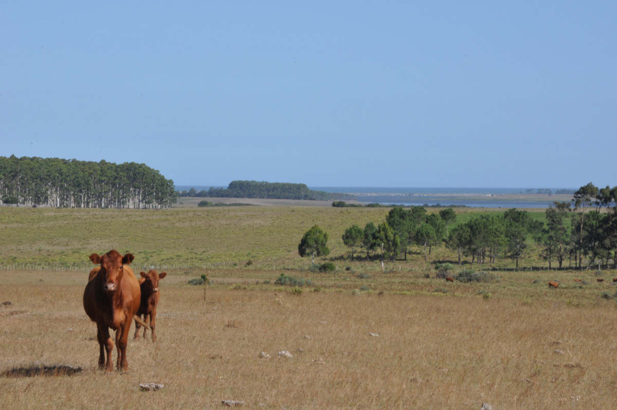 Campo con instalaciones y casas en Ruta 9 y camino Anastasio