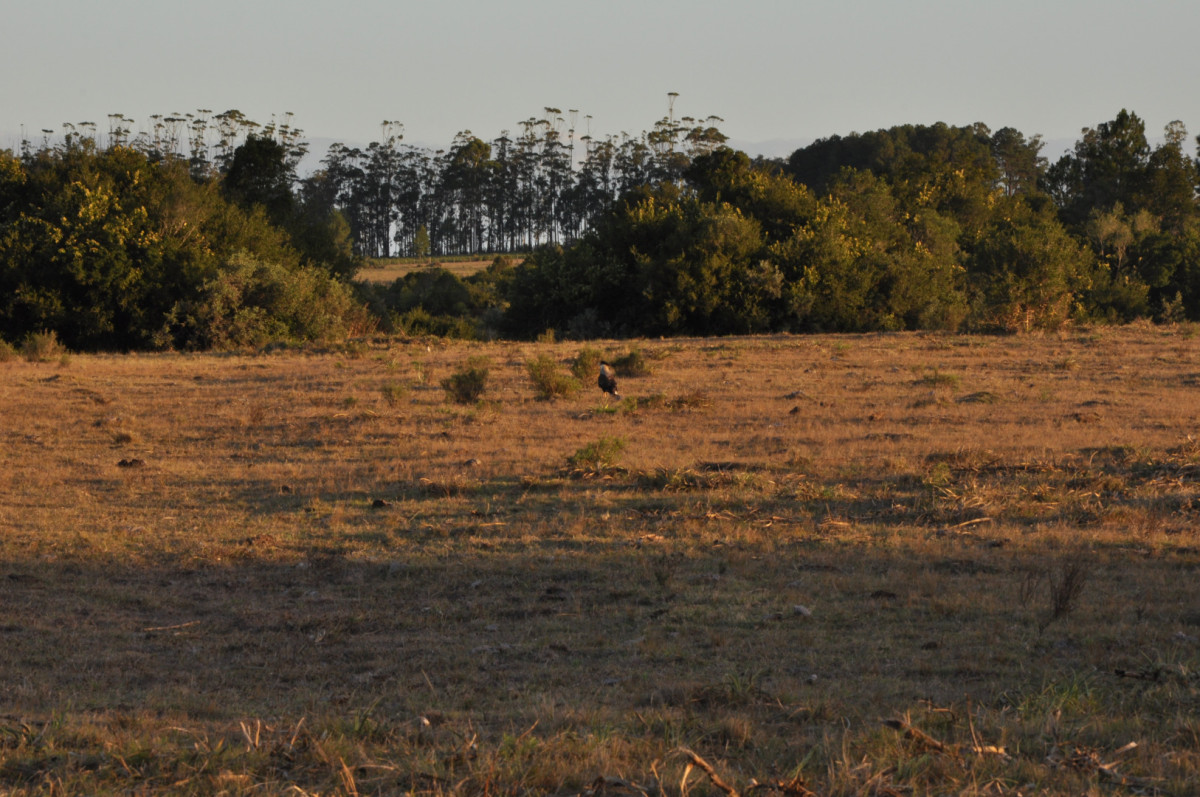 Campo 9,5 Há en paso de Tigre y Ruta 9