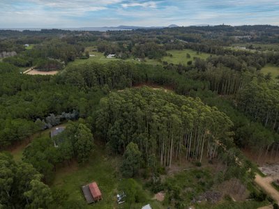 Muy Buen lote totalmente forestado