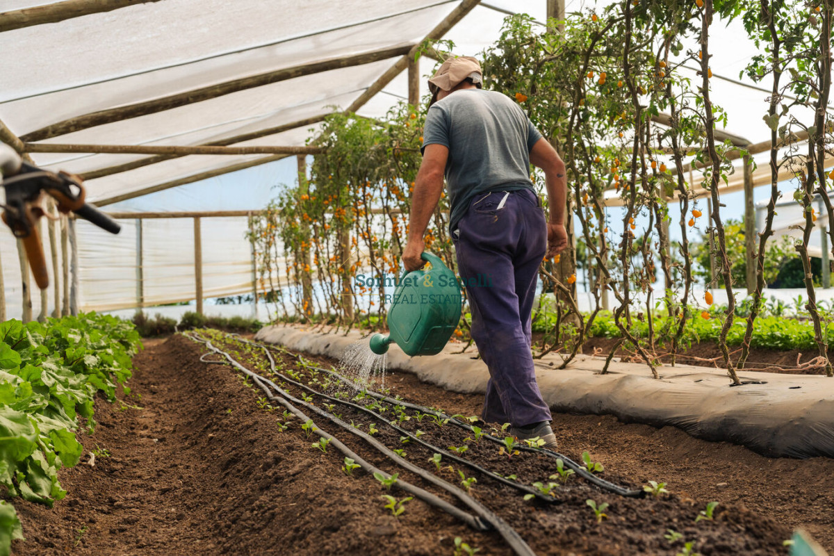 Chacra en venta Punta del Este, Lomas de San Vicente
