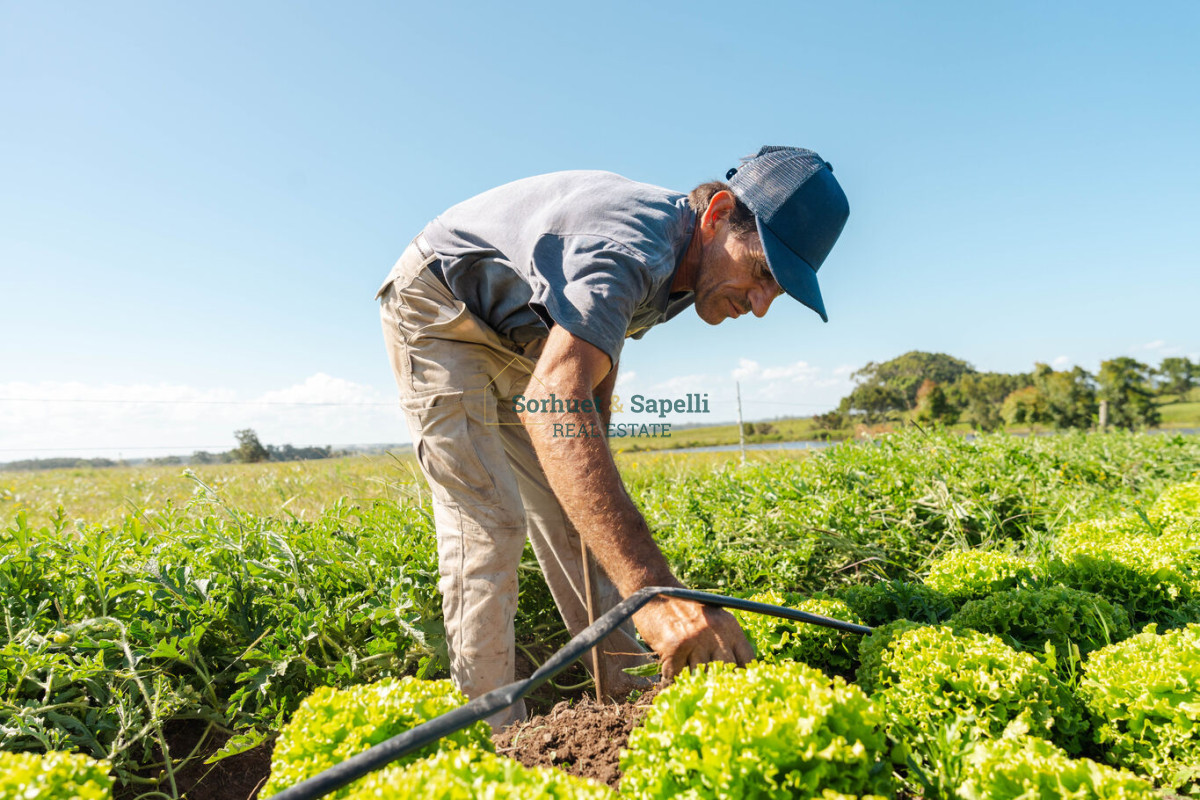Chacra en venta Punta del Este, Lomas de San Vicente