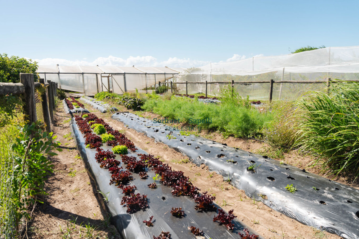 Chacra en venta Punta del Este, Lomas de San Vicente