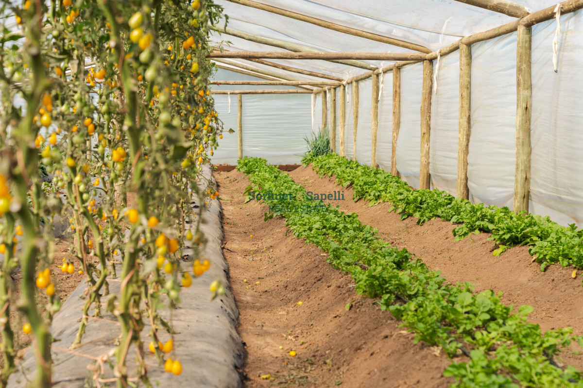 Chacra en venta Punta del Este, Lomas de San Vicente