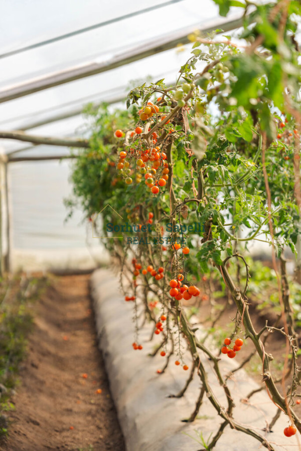 Chacra en venta Punta del Este, Lomas de San Vicente