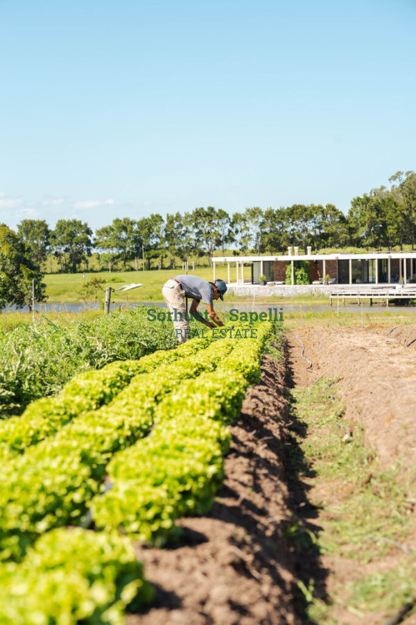Chacra en venta Punta del Este, Lomas de San Vicente