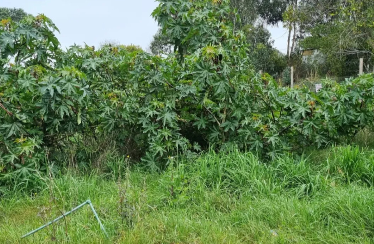 Terreno a pasos de la playa en balneario buenos aires 